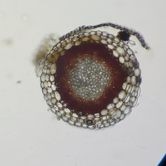 Sphagnum subfulvum