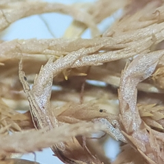 Sphagnum subfulvum