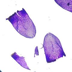 Sphagnum subfulvum
