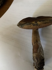 Boletus subluridellus