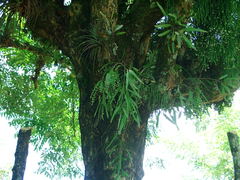 Pseudorhipsalis ramulosa