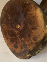 Boletus subluridellus