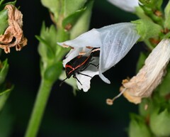 Cosmopepla lintneriana