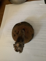Boletus subluridellus