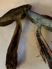 Boletus subluridellus