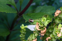 Cosmopepla lintneriana