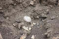 Helminthoglypta traskii