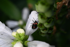 Cosmopepla lintneriana