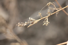 Strachiini