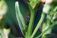 Cosmopepla lintneriana