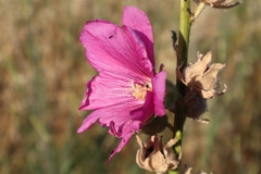 Alcea rosea