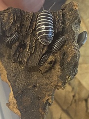 Armadillidium maculatum