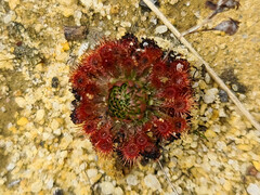 Drosera patens