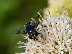 Eristalis saxorum