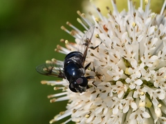 Eristalis saxorum