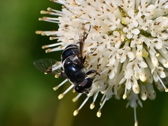Eristalis saxorum