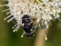 Eristalis saxorum