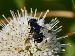 Eristalis saxorum
