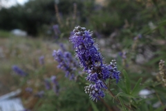 Vitex agnus-castus