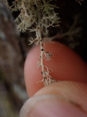 Opegrapha sphaerophoricola