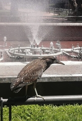 Nycticorax nycticorax