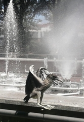 Nycticorax nycticorax