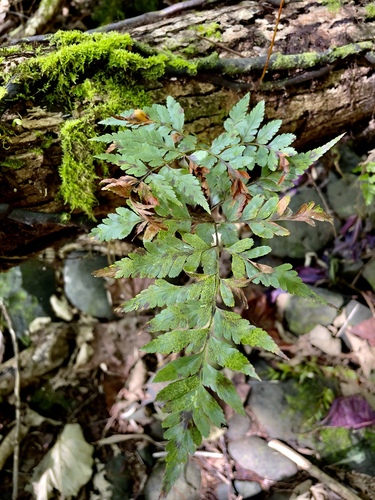 Davallia solida observed 2022-07-19