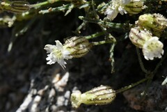 Silene sargentii