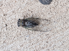 Diceroprocta vitripennis