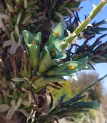 Puya × berteroniana