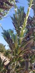 Puya × berteroniana