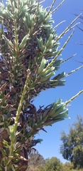 Puya × berteroniana