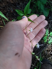 Campanula prenanthoides