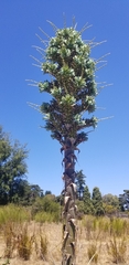 Puya × berteroniana