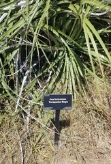 Puya × berteroniana