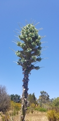 Puya × berteroniana
