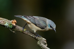 Dacnis nigripes