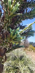 Puya × berteroniana
