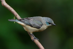 Dacnis nigripes