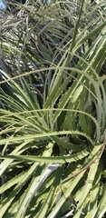 Puya × berteroniana