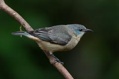 Dacnis nigripes
