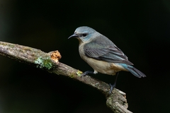 Dacnis nigripes