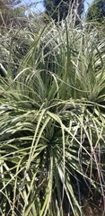 Puya × berteroniana