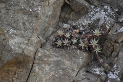 Dudleya virens hassei