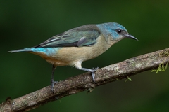 Dacnis nigripes