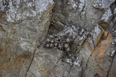 Dudleya virens hassei