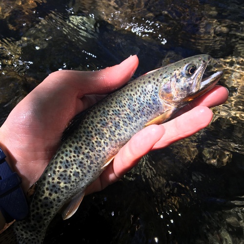 Coastal Cutthroat Trout