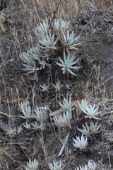 Dudleya virens hassei
