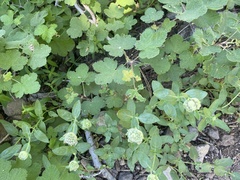 Ribes viscosissimum