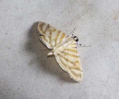 Dichocrocis pyrrhalis